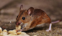 24 Hour & Emergency Exterminators in La Porte, TX
